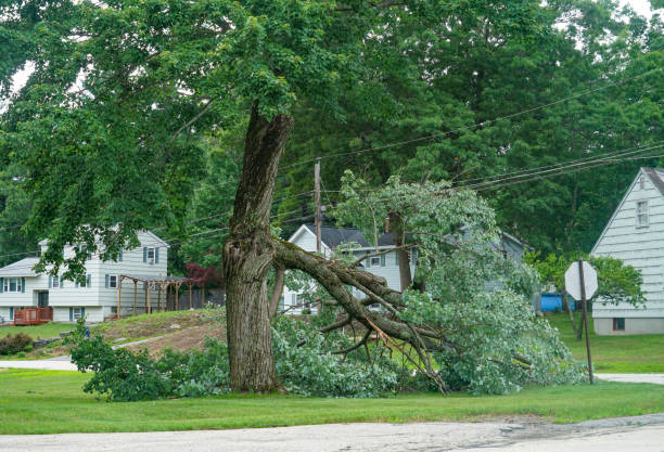 The Steps Involved in Our Tree Care Process in Concord, NH